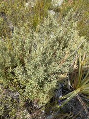Grubbia tomentosa