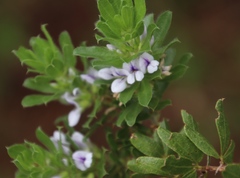 Psoralea obliqua