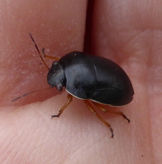 Amphimachus circumflexus