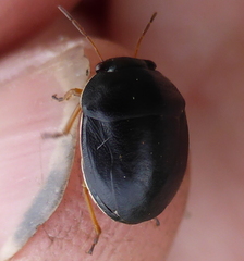 Amphimachus circumflexus