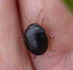 Amphimachus circumflexus