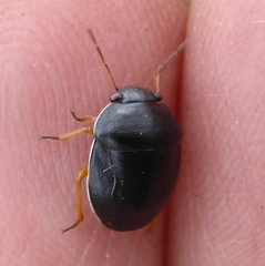 Amphimachus circumflexus