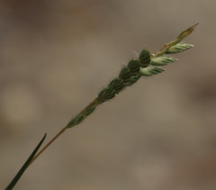 Tribolium brachystachyum