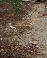 Tribolium brachystachyum