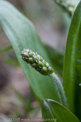 Plantago macrocarpa