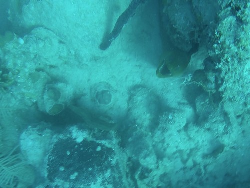 Green Moray