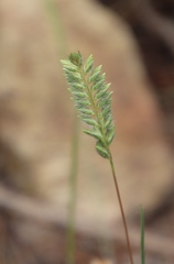 Tribolium brachystachyum