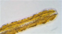 Surirella librile