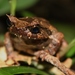 Kinabalu Horned Frog - Photo (c) Thomas Brown, some rights reserved (CC BY-NC), uploaded by kogia