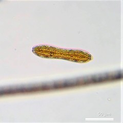 Surirella librile
