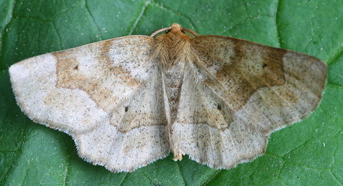 Metarranthis indeclinata Walker, 1861