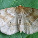 Pale Metarranthis Moth - Photo (c) Seabrooke Leckie, some rights reserved (CC BY-NC-ND)