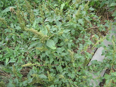 Amaranthus retroflexus