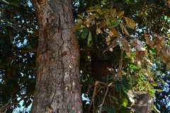 Philenoptera violacea