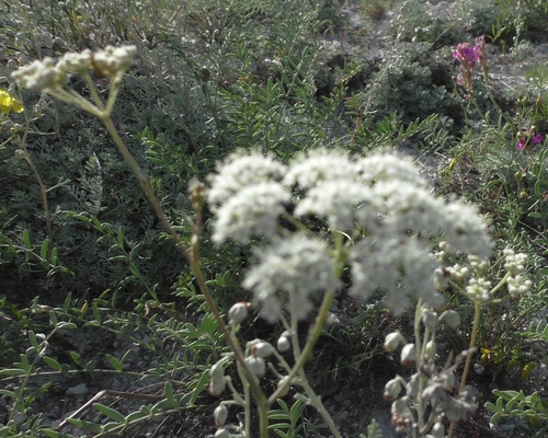 Image of Artemisia hololeuca by (c) Елена Патерикина, some rights reserved (CC BY)