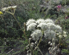 Artemisia hololeuca