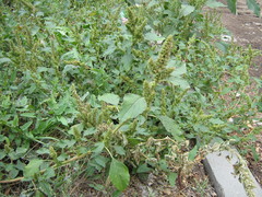 Amaranthus retroflexus