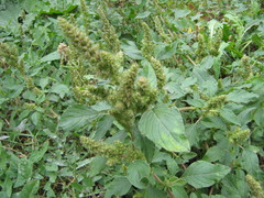 Amaranthus retroflexus