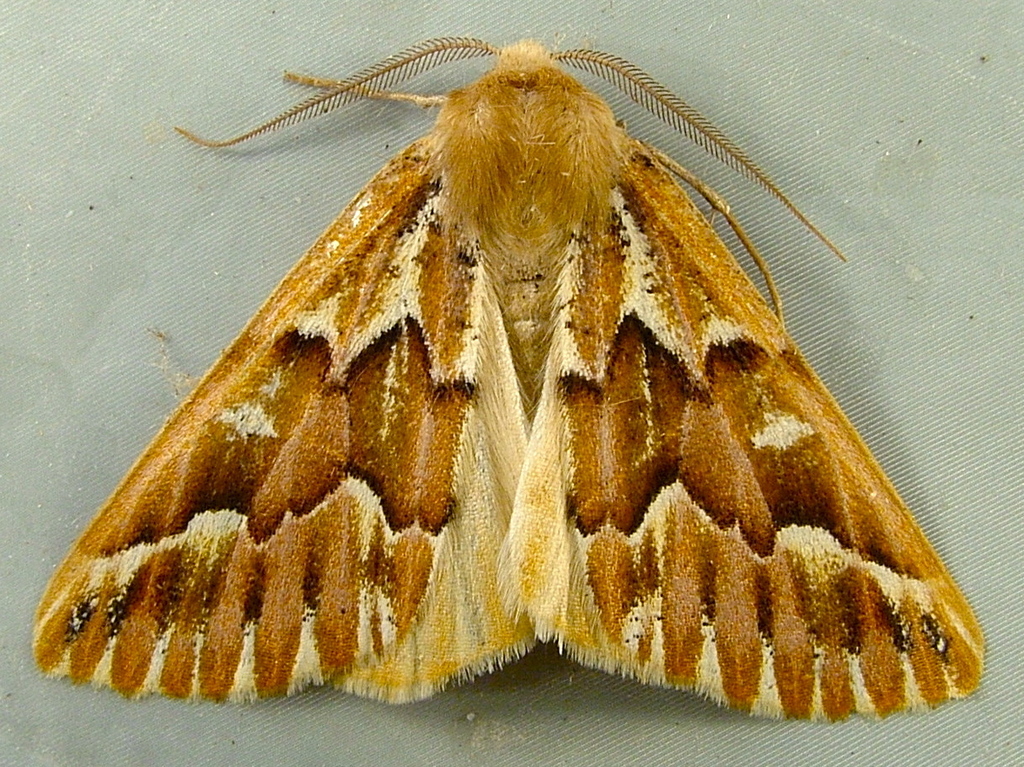 Western Conifer Looper (Wildlife of Arkansas Headwaters Recreation Area ...