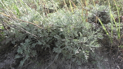 Artemisia hololeuca