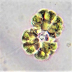 Gomphosphaeria aponina