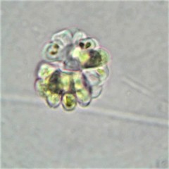 Gomphosphaeria aponina