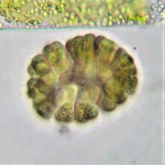 Gomphosphaeria aponina