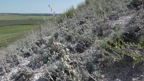Image of Artemisia hololeuca by (c) Елена Патерикина, some rights reserved (CC BY)