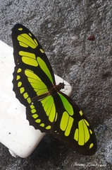 Philaethria dido