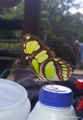 Philaethria dido
