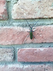 Aromia moschata ambrosiaca