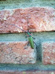 Aromia moschata ambrosiaca