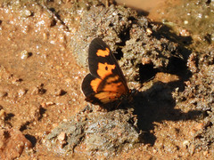 Acraea acerata