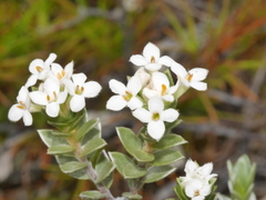 Pimelea concinna