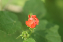 Malvaviscus arboreus drummondii