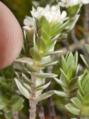 Pimelea concinna