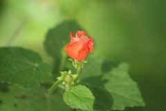 Malvaviscus arboreus drummondii