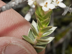 Pimelea concinna