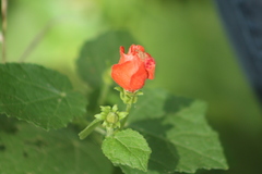 Malvaviscus arboreus drummondii