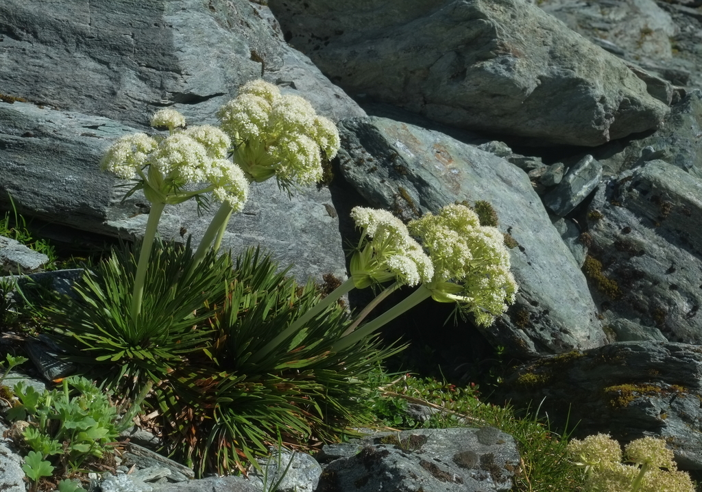 Aciphylla congesta