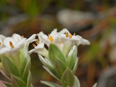Pimelea concinna