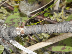Pimelea concinna