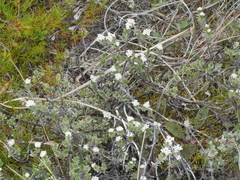 Pimelea concinna