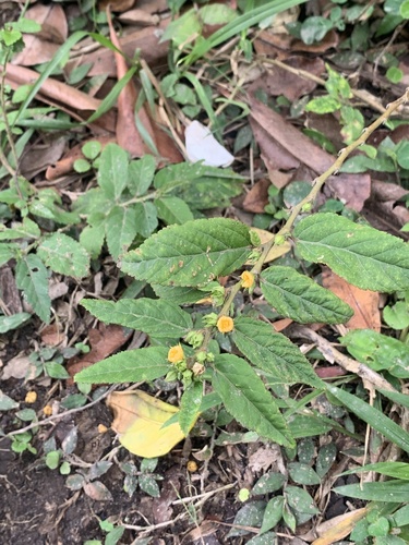 Sida planicaulis