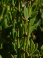 Roepera spinosa