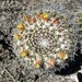 Mammillaria karwinskiana - Photo (c) César Luis, some rights reserved (CC BY-NC), uploaded by César Luis