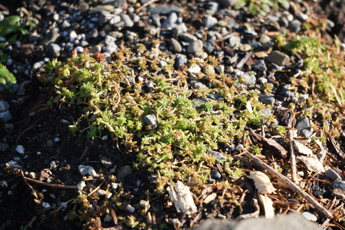 Sedum japonicum iNat (1)