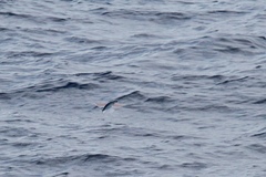 Exocoetidae
