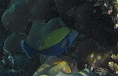 Ostracion cyanurus