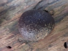 Reticularia splendens